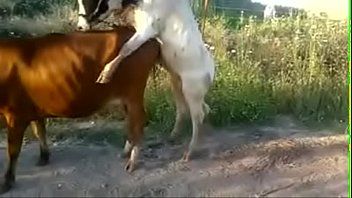 Riproduci Sesso duro con due animali durante il sesso hardcore